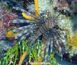 Lion Fish shot with Fujifilm Finepix F500EXR and an Intov... by Stephan Attwood 